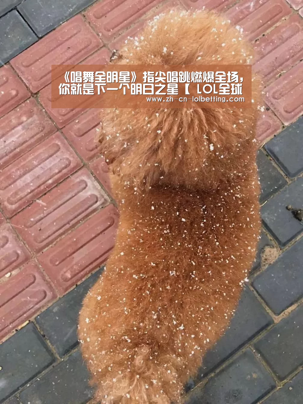英雄联盟竞猜大厅 